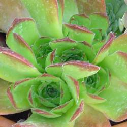 Sempervivum - Dachwurz - Hauswurz